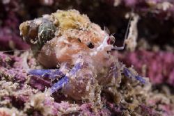 A very delicate hermit crab.
D200,60mm. by Derek Haslam 